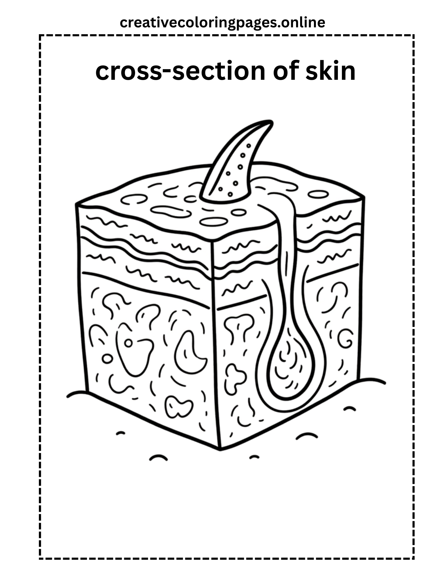 Cross-Section of Skin Coloring Page